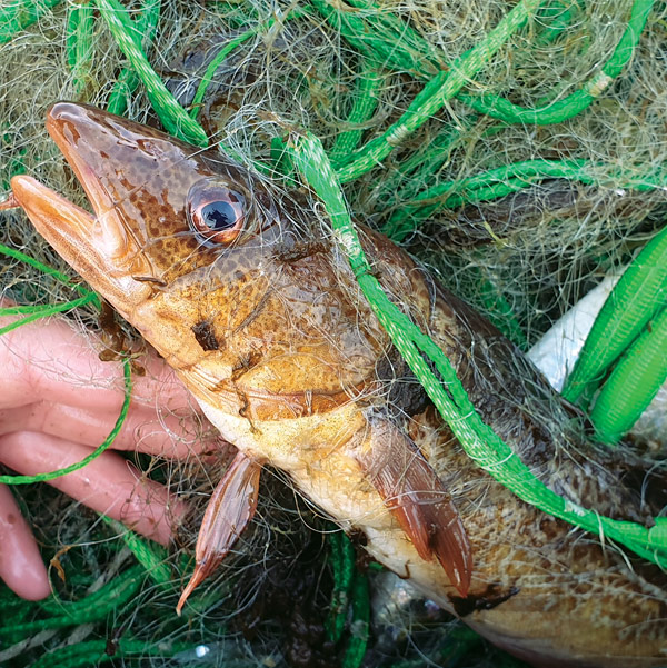 Netted yellow cod