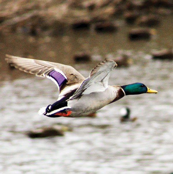 Eastern Mallard