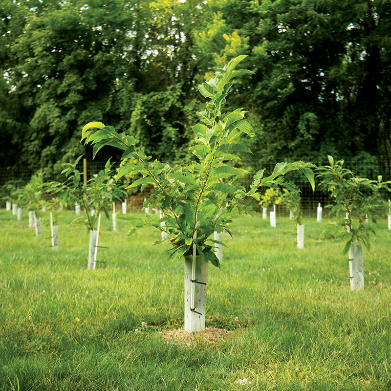 American chestnuts
