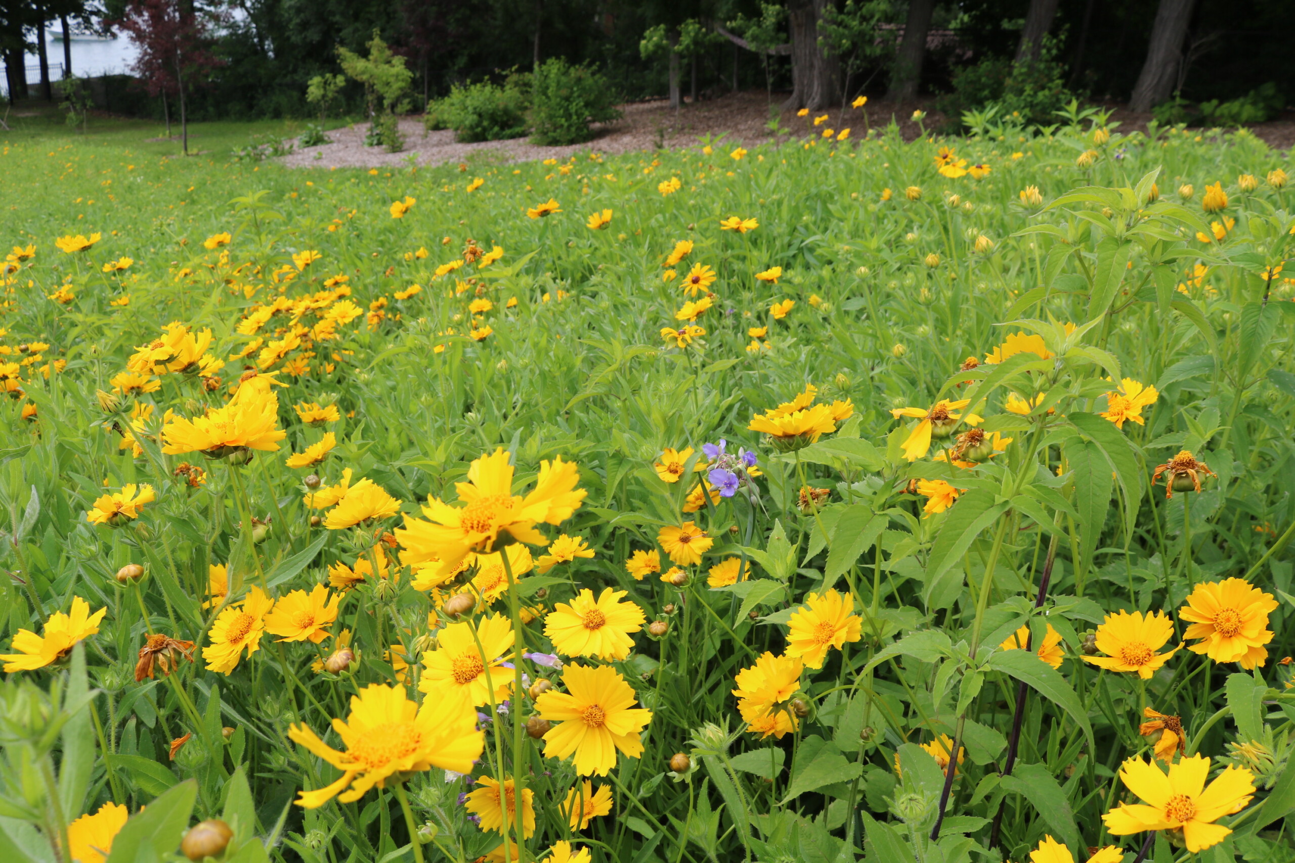 Spiderwort Blooming Among Lanceleaf Coreopsis