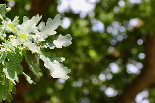 Oak leaf